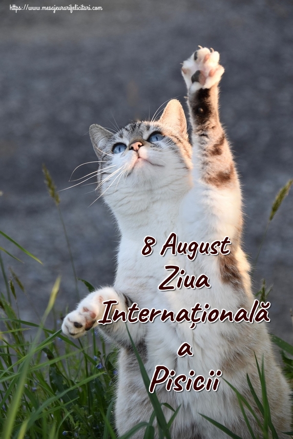 Felicitari de Ziua Internațională a Pisicii - 8 August Ziua Internațională a Pisicii - mesajeurarifelicitari.com