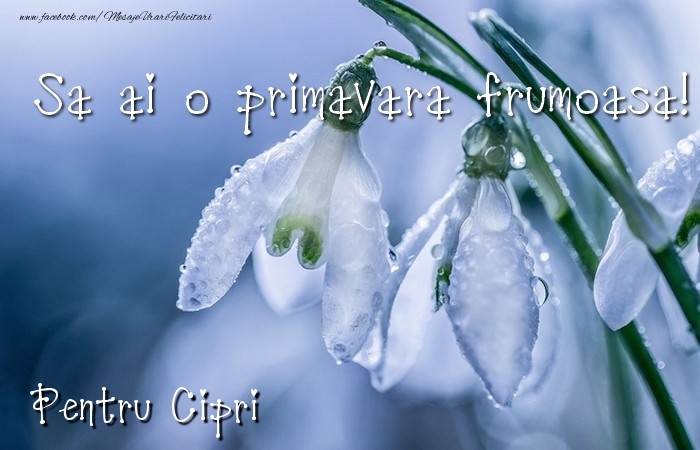  Felicitari de 1 Martie - Ghiocei | Va doresc o primavara minunata Cipri