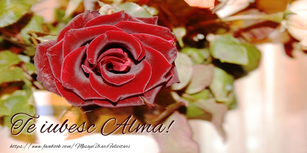  Felicitari de dragoste - Trandafiri | Te iubesc Alma!