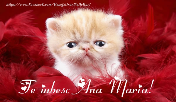 Felicitari de dragoste - Haioase | Te iubesc Ana Maria!