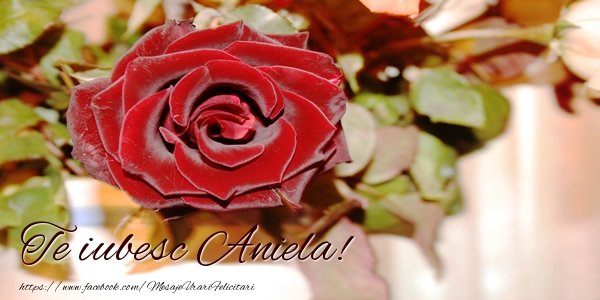  Felicitari de dragoste - Trandafiri | Te iubesc Aniela!