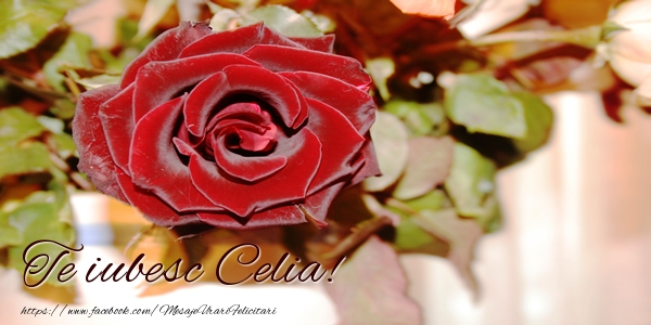  Felicitari de dragoste - Trandafiri | Te iubesc Celia!