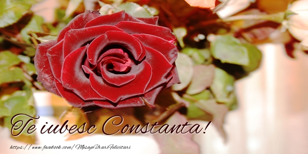  Felicitari de dragoste - Trandafiri | Te iubesc Constanta!