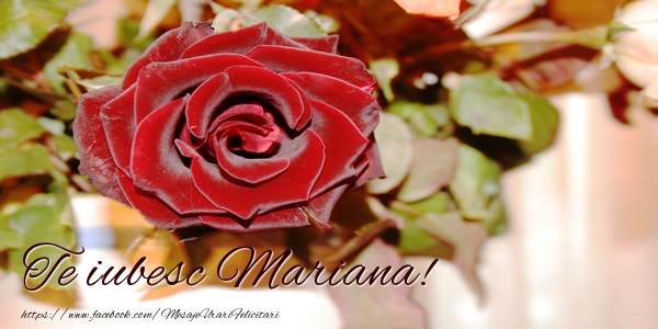  Felicitari de dragoste - Trandafiri | Te iubesc Mariana!
