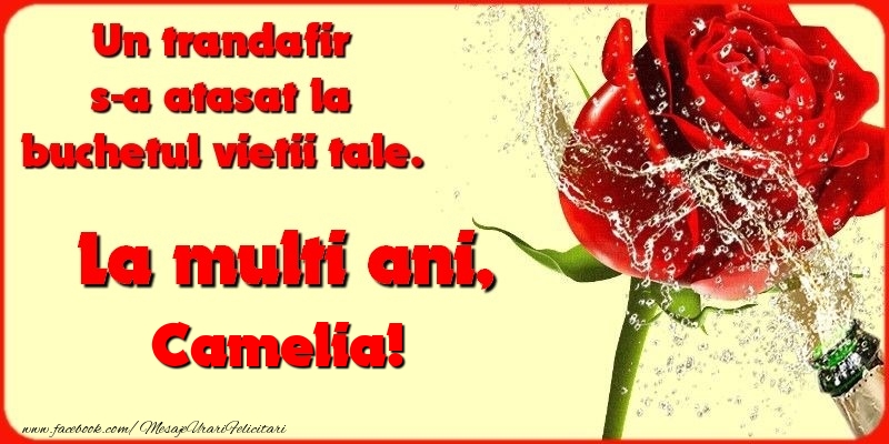  Felicitari de la multi ani - Flori & Sampanie | Un trandafir s-a atasat la buchetul vietii tale. Camelia