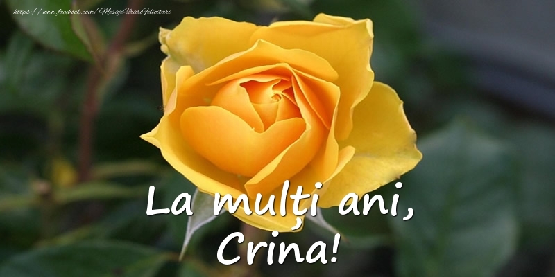 Felicitari de Ziua Numelui - Flori & Trandafiri | La mulți ani, Crina!