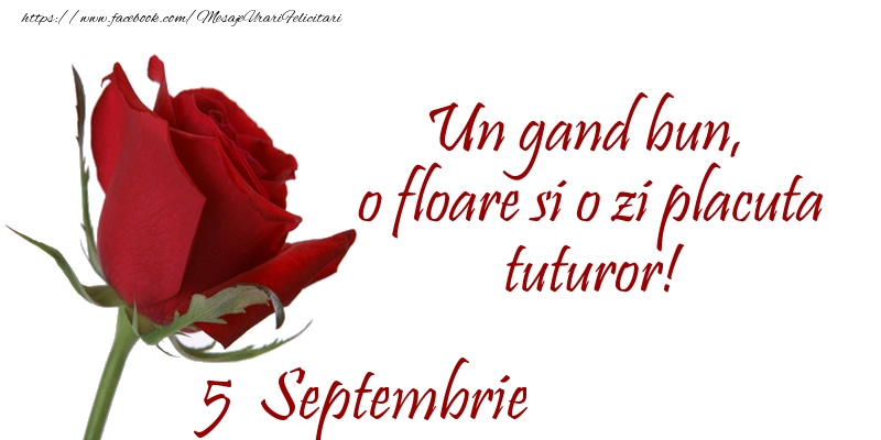 Felicitari de 5 Septembrie - Un gand bun, o floare si o zi placuta tuturor!